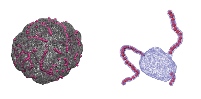 Left panel: Linear aggregation of spherical particles on a membrane vesicle. Right panel: Tabulation of membrane vesicle induced by nano-objects.